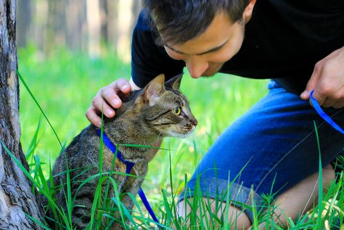 cat on a leash outdoor with male owner