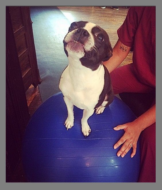 Balance Boards Canine Rehab in Roselle, NJ Veterinarian