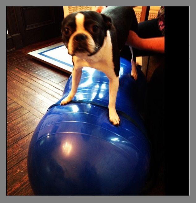 Balance Boards - Canine Rehab in Roselle, NJ | Veterinarian