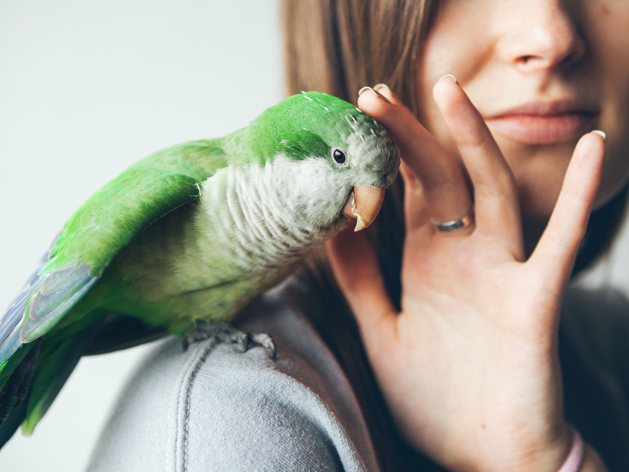 How Can I Mentally Stimulate My Bird?