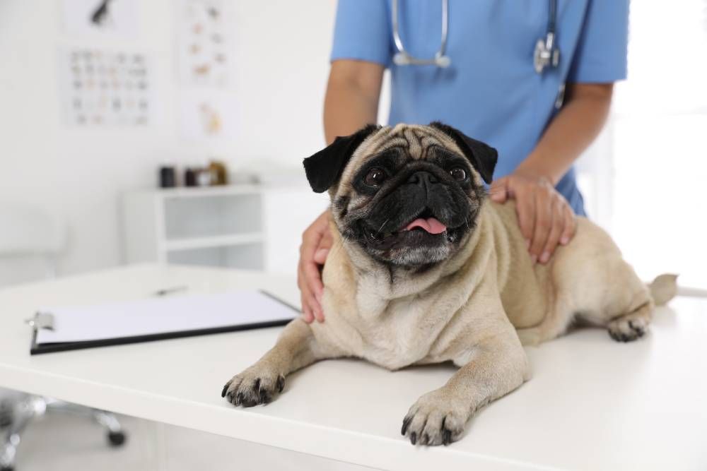 What to Expect With Veterinary Acupuncture