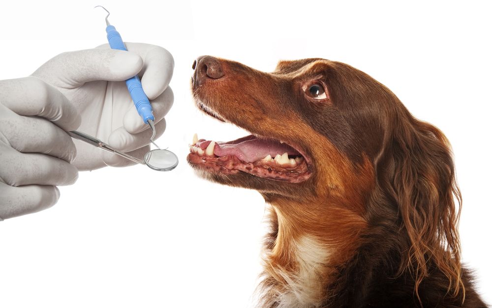 February Is Pet Dental Health Month | Importance of Pet Dental Care