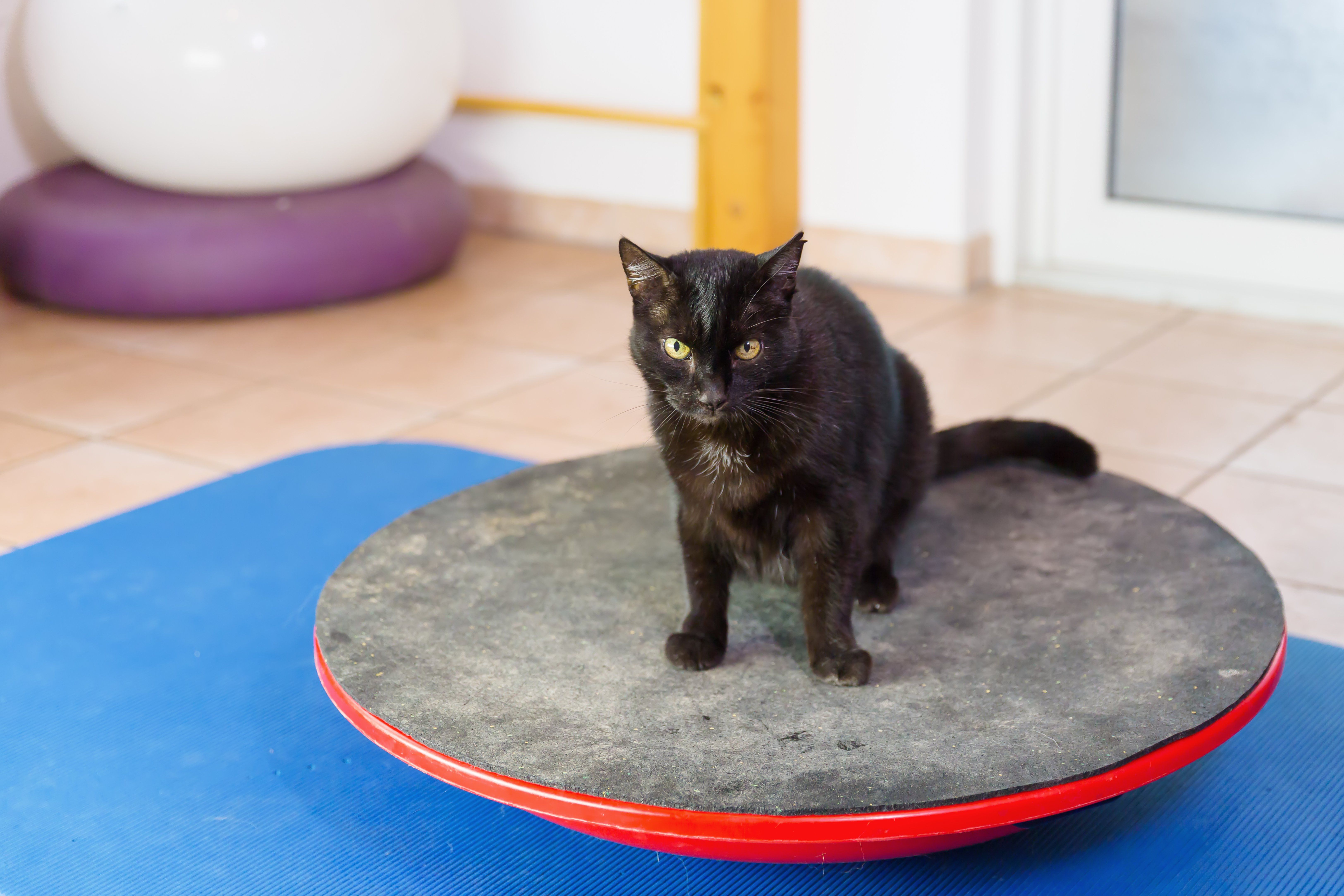 Using Balance Boards in Pet Physical Therapy