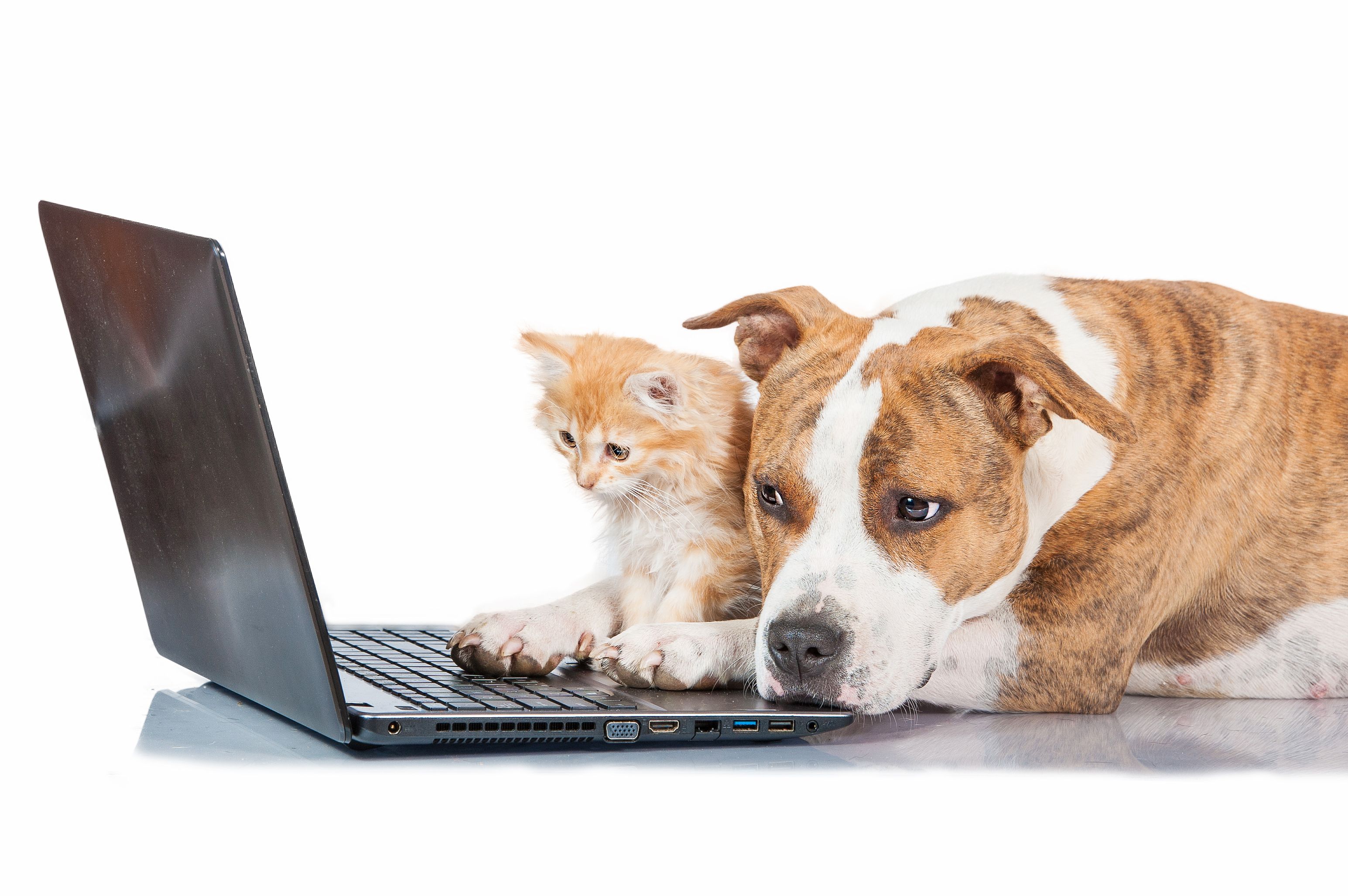 cat and dog and laptop