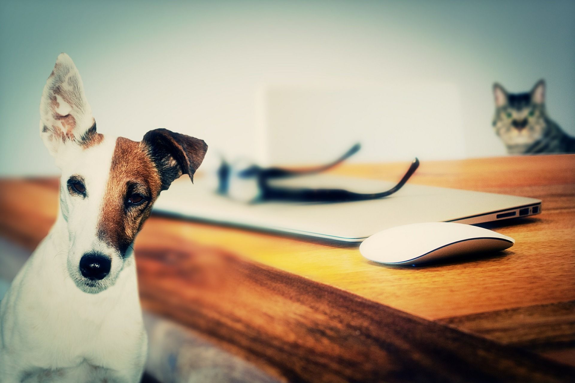 dog and laptop
