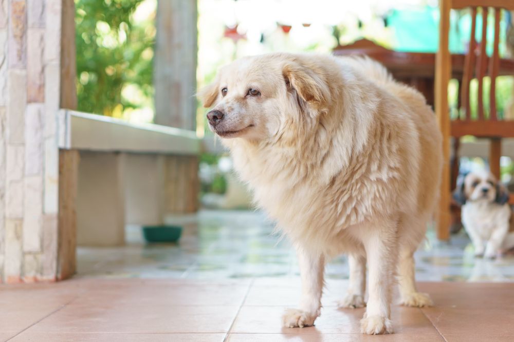 dog with caries