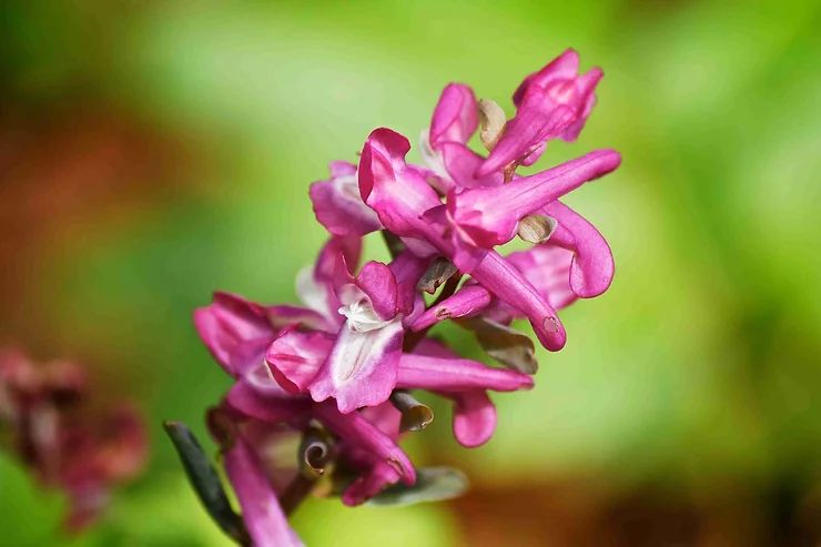 Corydalis for pain relief