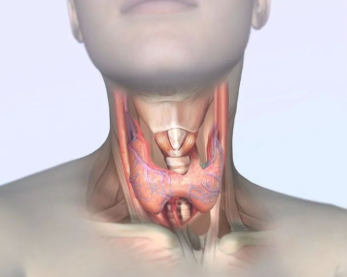 Hashimoto’s Thyroiditis: Mainstream and Functional Don’t Agree