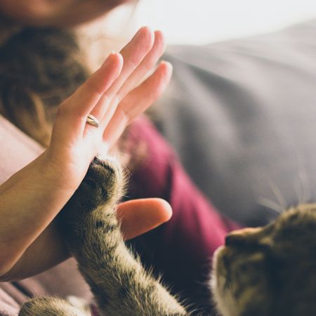 high five with cat