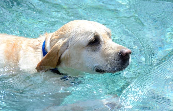 swimming dog