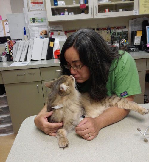 feline vaccine promo