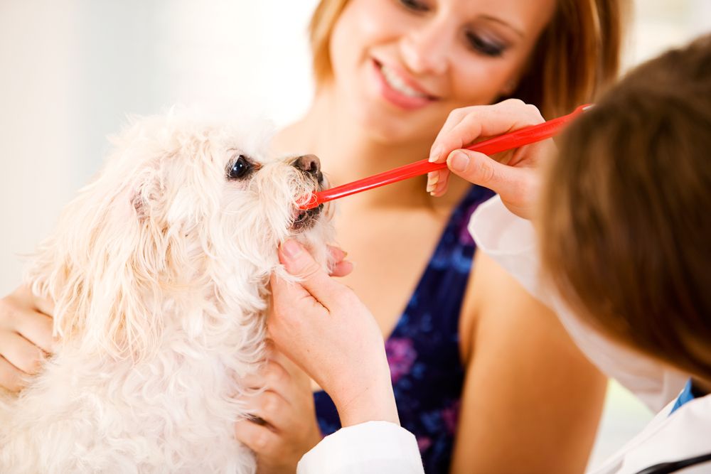 dog brushing teeth