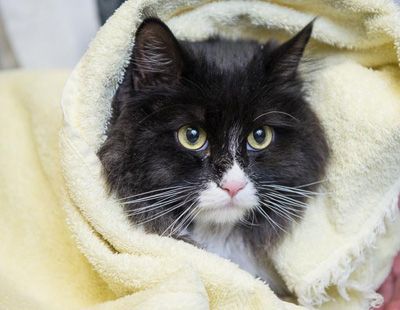 black cat in a blanket
