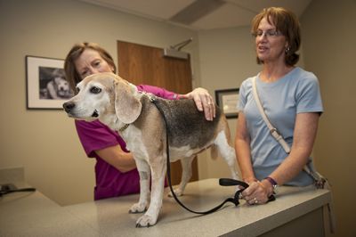 senior pet checked by veterinarians
