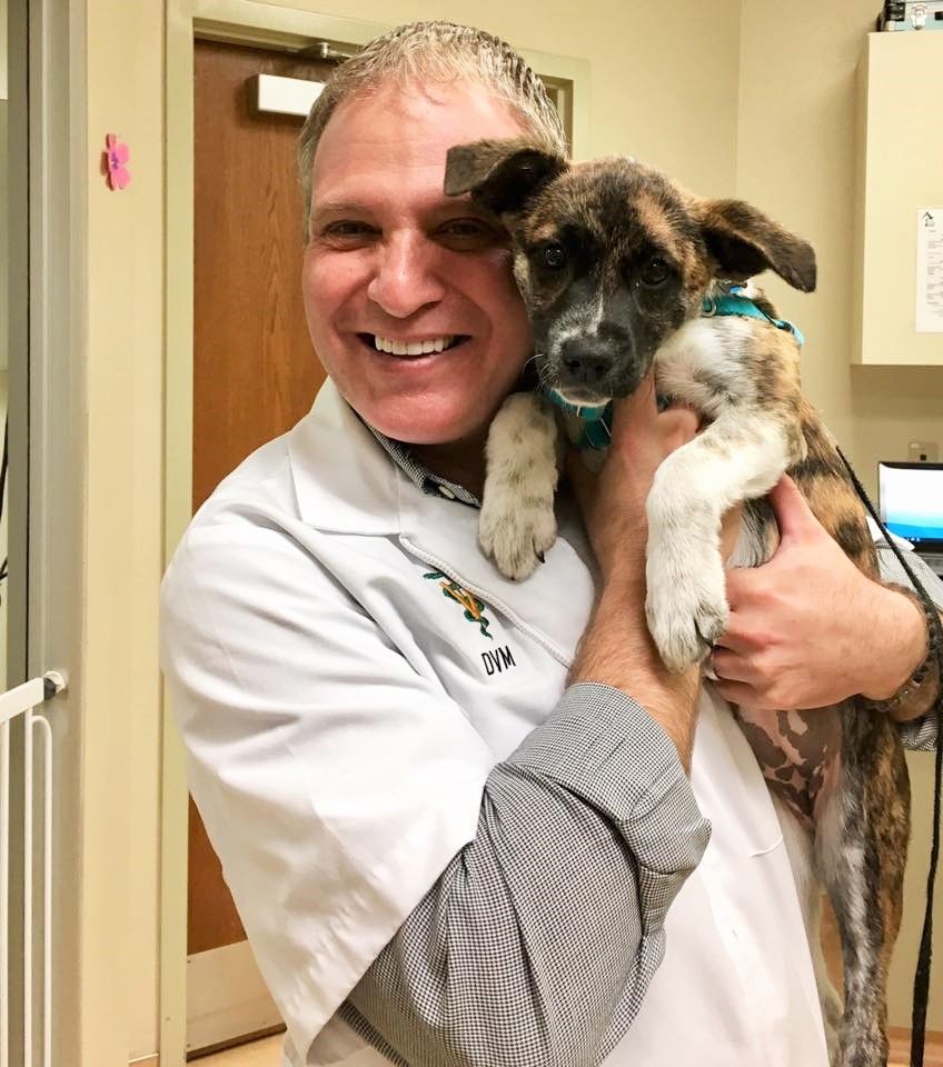 veterinarian with pug puppy