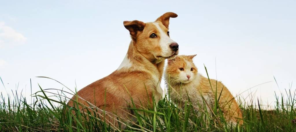 25+ Pearl River Animal Hospital