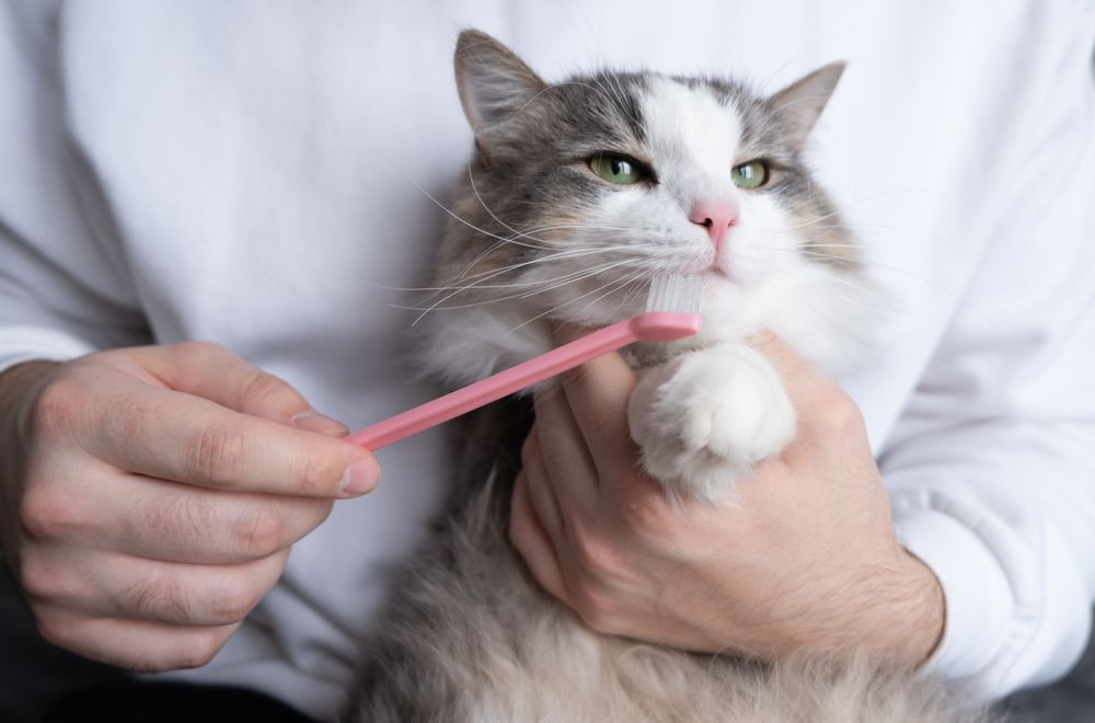 Dental Hygiene and Oral Care For Pets