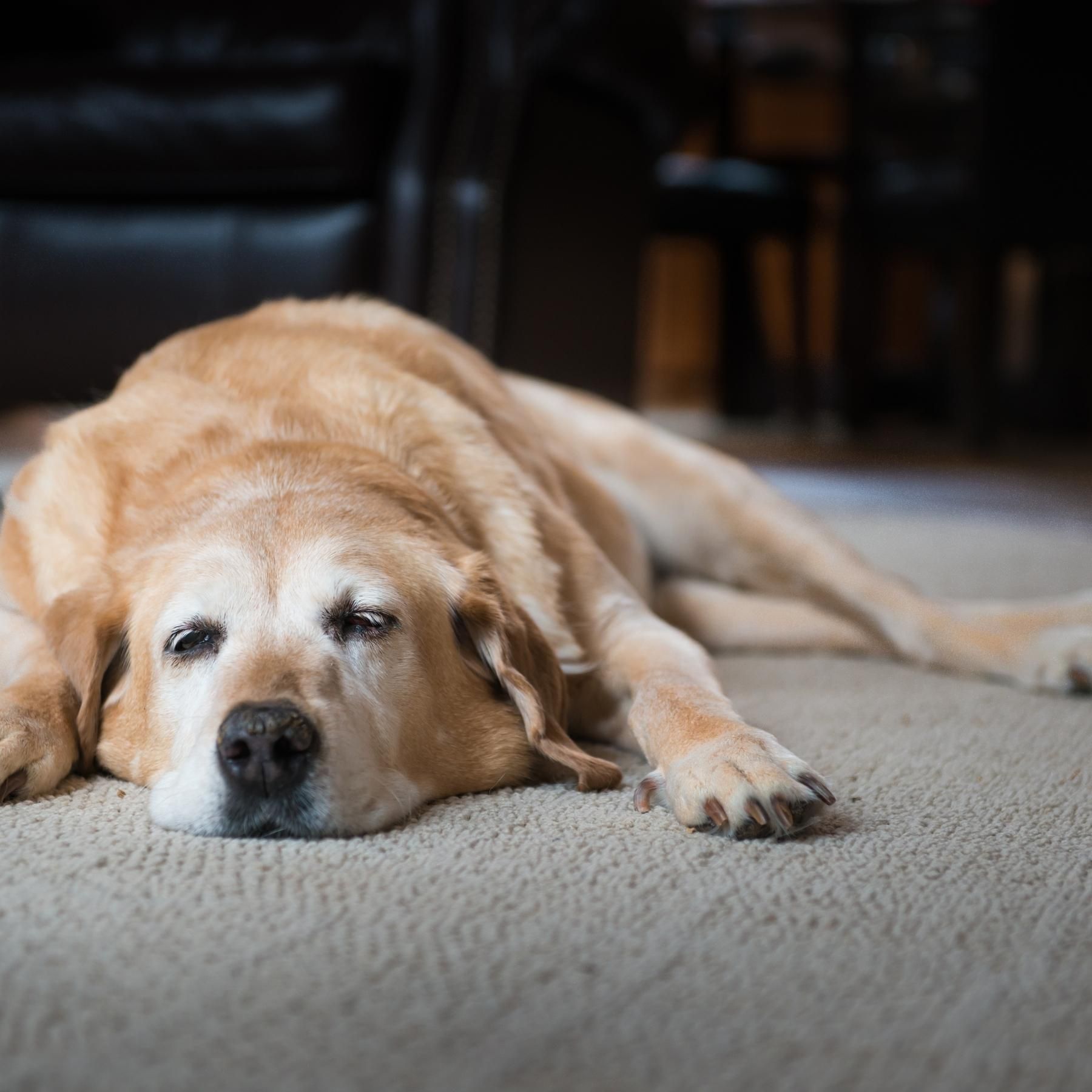 End of Life Services at Veterinary Emergency Center of Redlands 