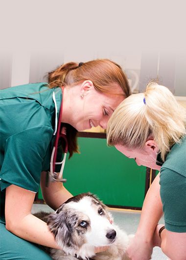 Veterinary Services in Empire, CA