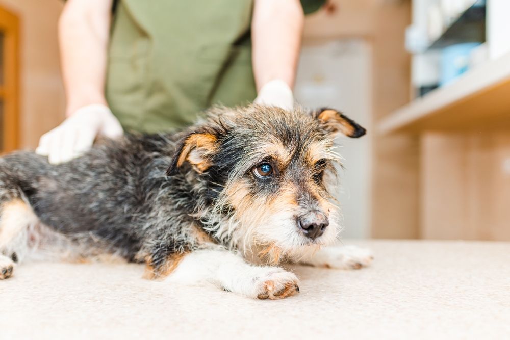 Symptoms of Poisoning in Pets: How to React Quickly