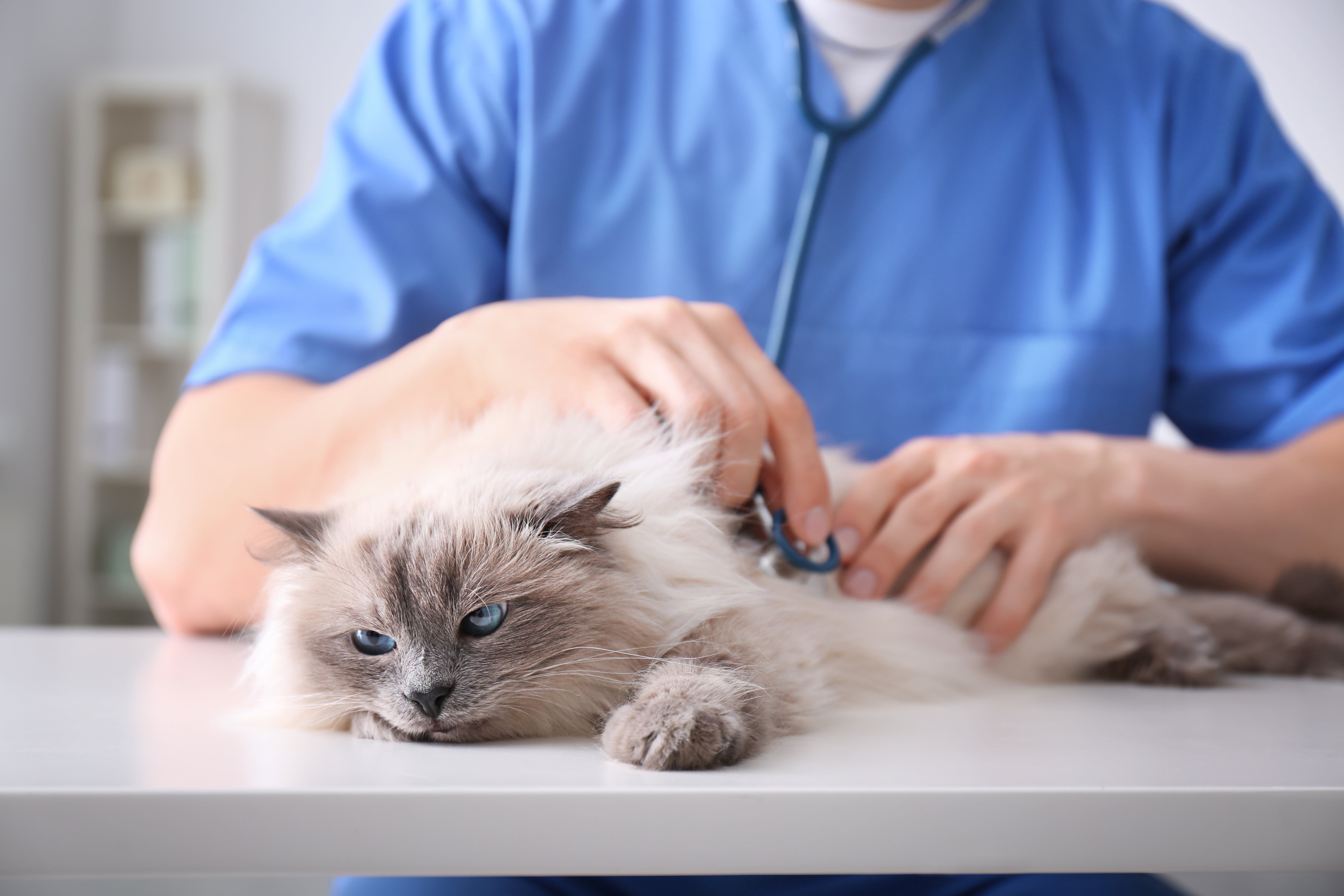 5 Things to Expect From an Emergency Vet Visit