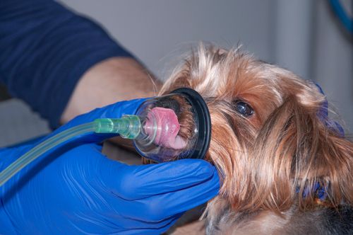 Breathing Difficulties in Pets: Causes and Emergency Treatment Options