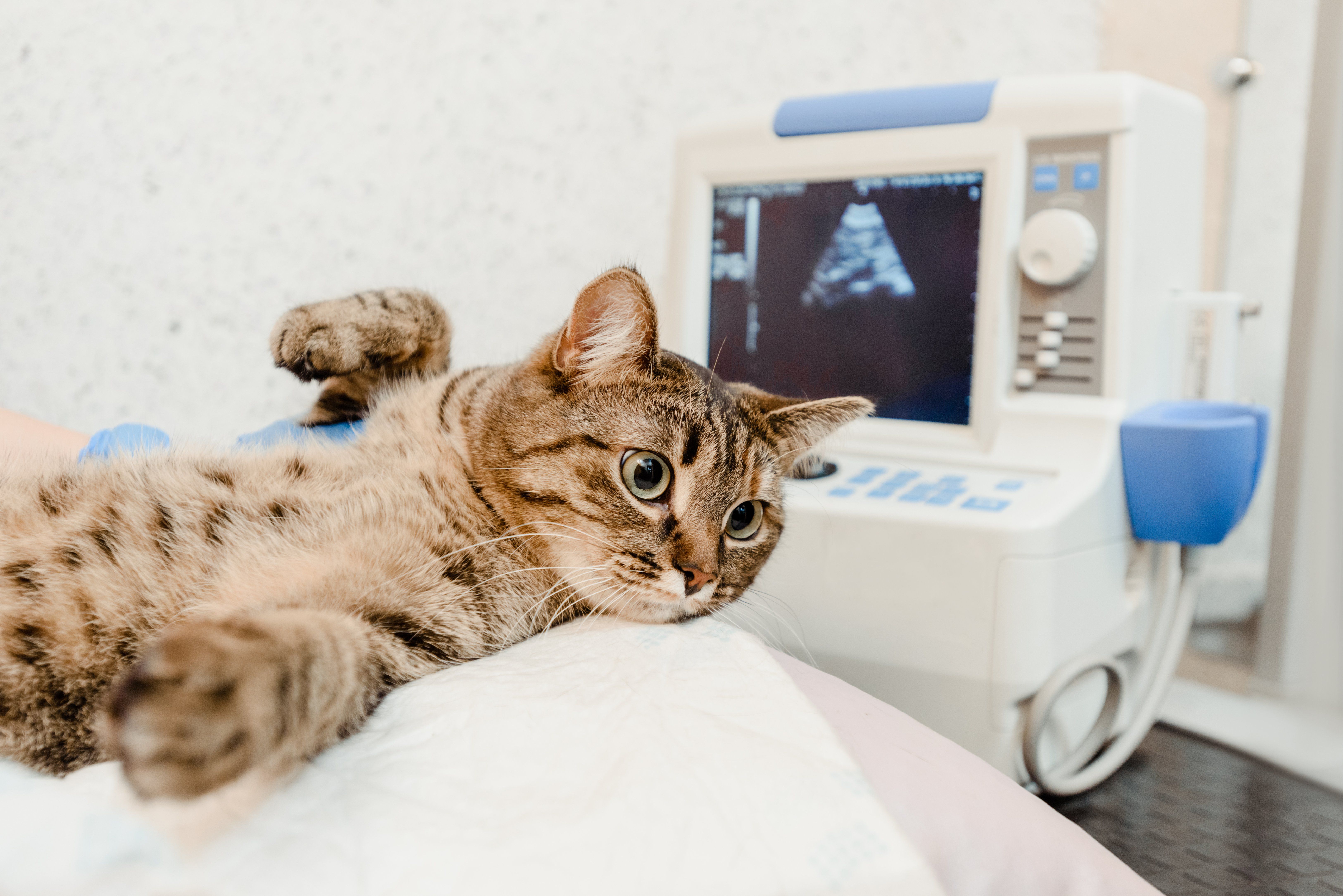 When Might My Pet Need an Ultrasound?