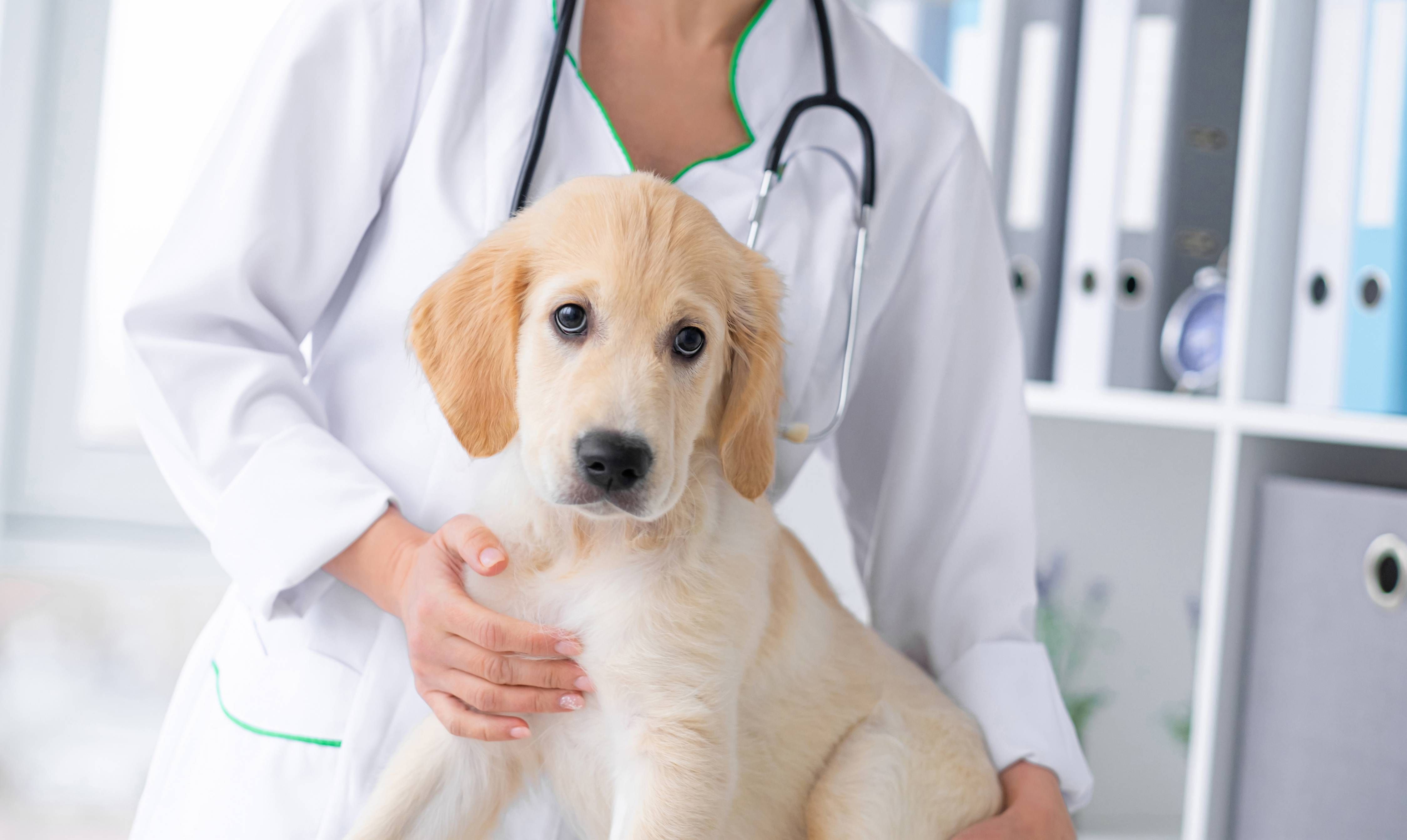 5 Pet Emergencies that Require Immediate Treatment