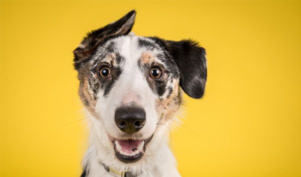 dog smiling