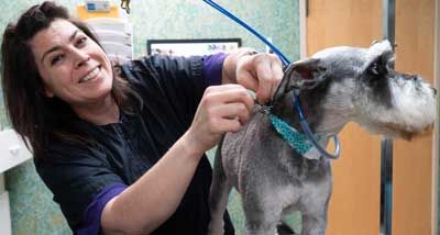 pet grooming