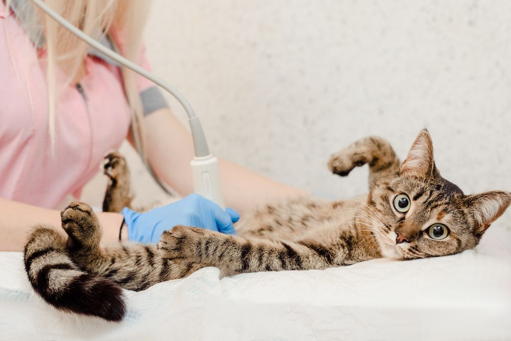 Why Would My Pet Need an Ultrasound?