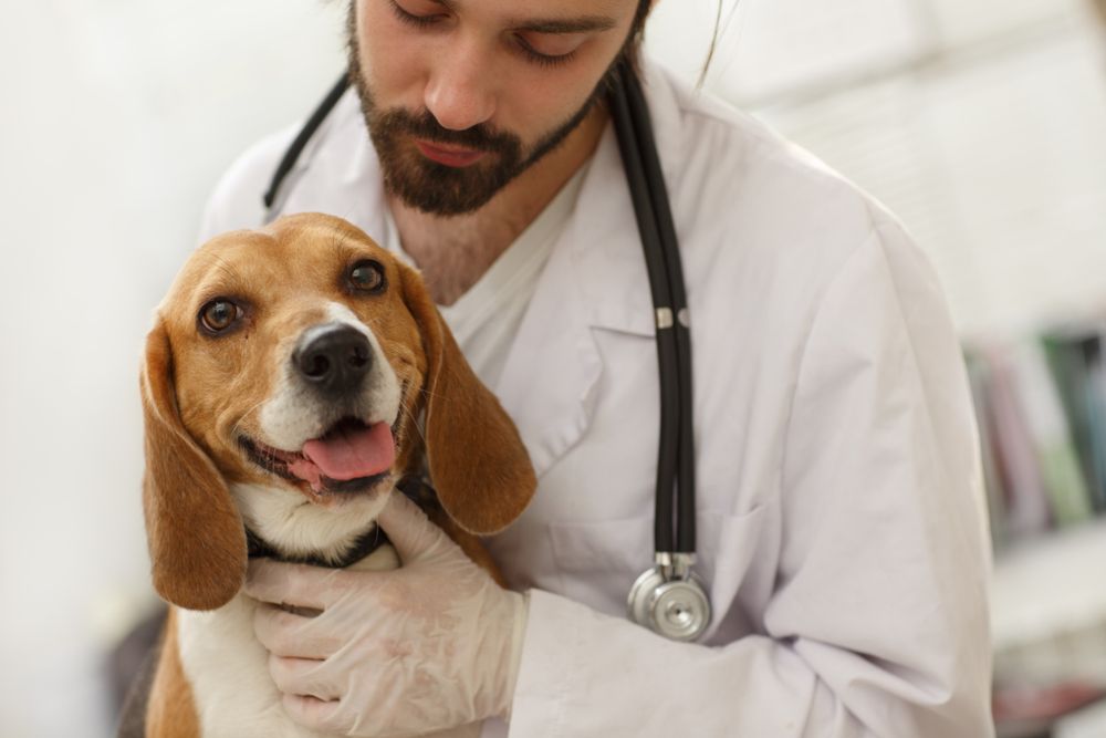 What to Do in an Emergency: Signs of Choking in Pets