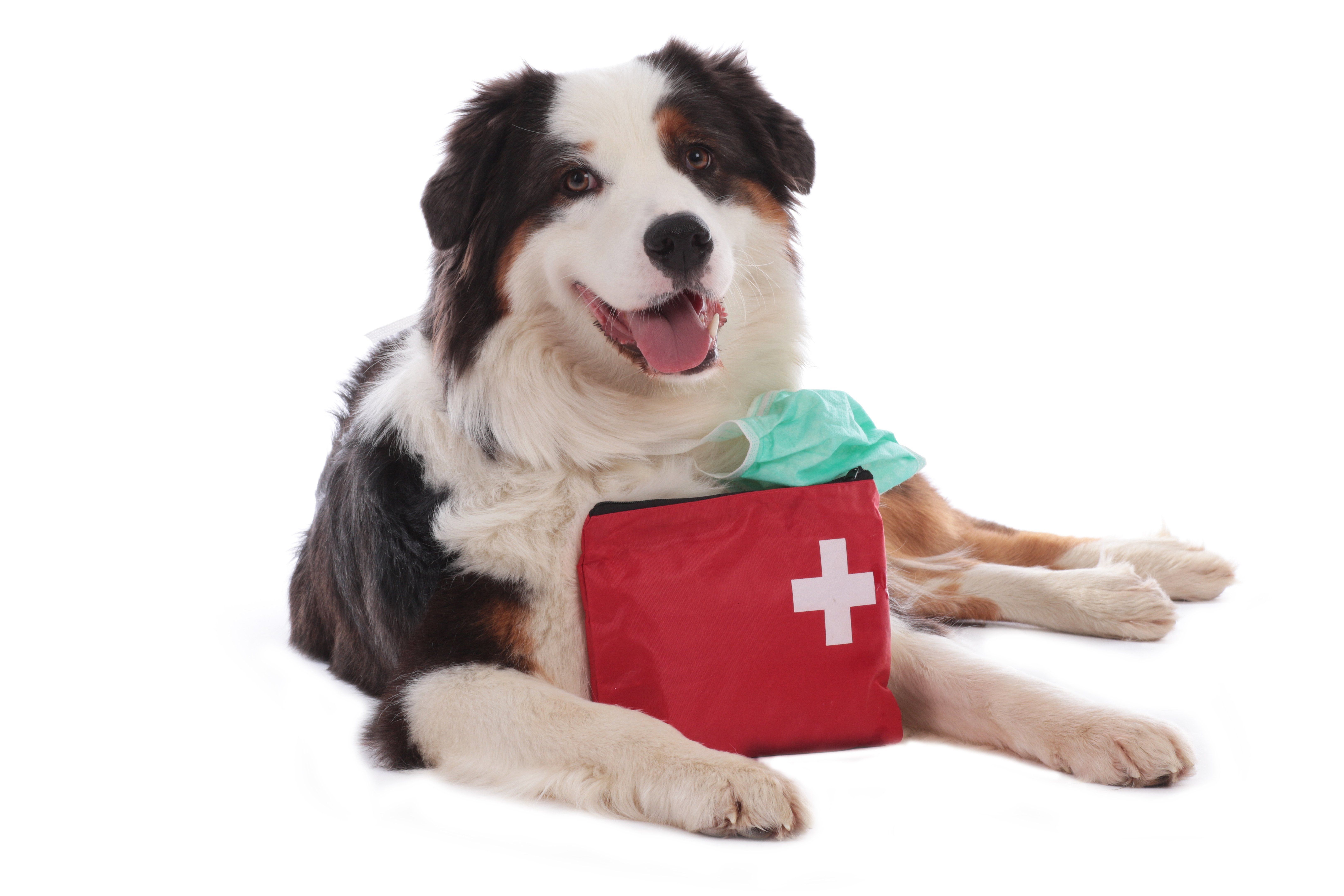 How to Prepare for a Pet Emergency: The Best Tips to Know