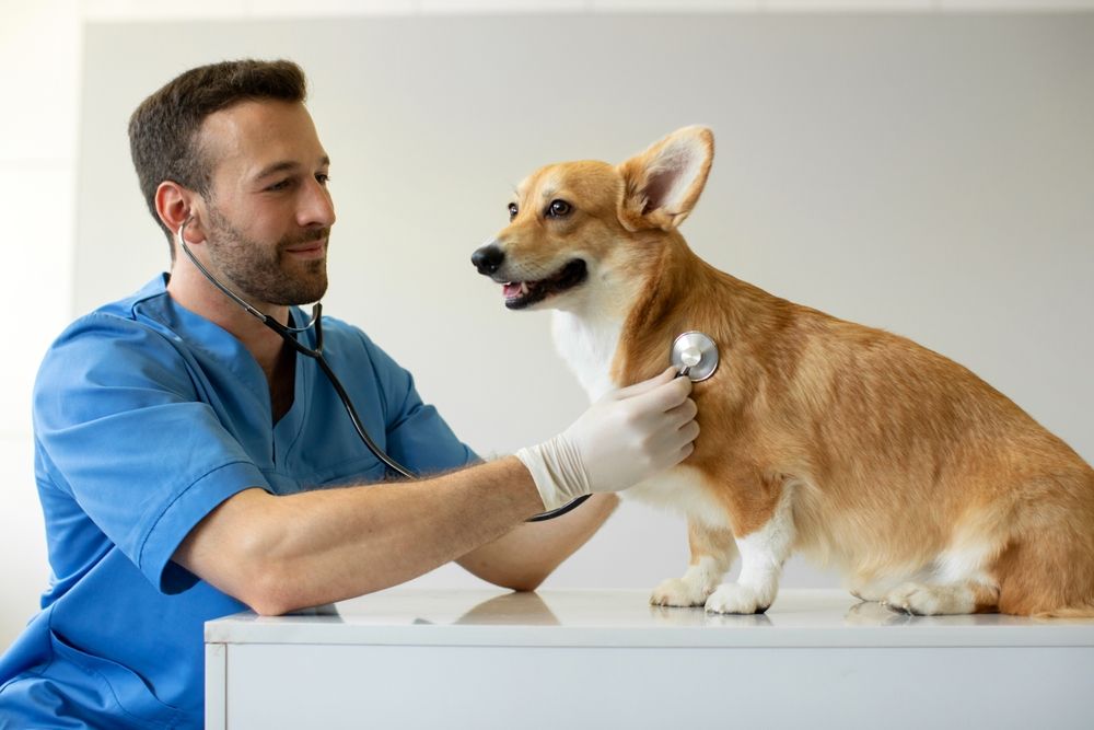 Recognizing the Signs of an Asthma Emergency in Dogs
