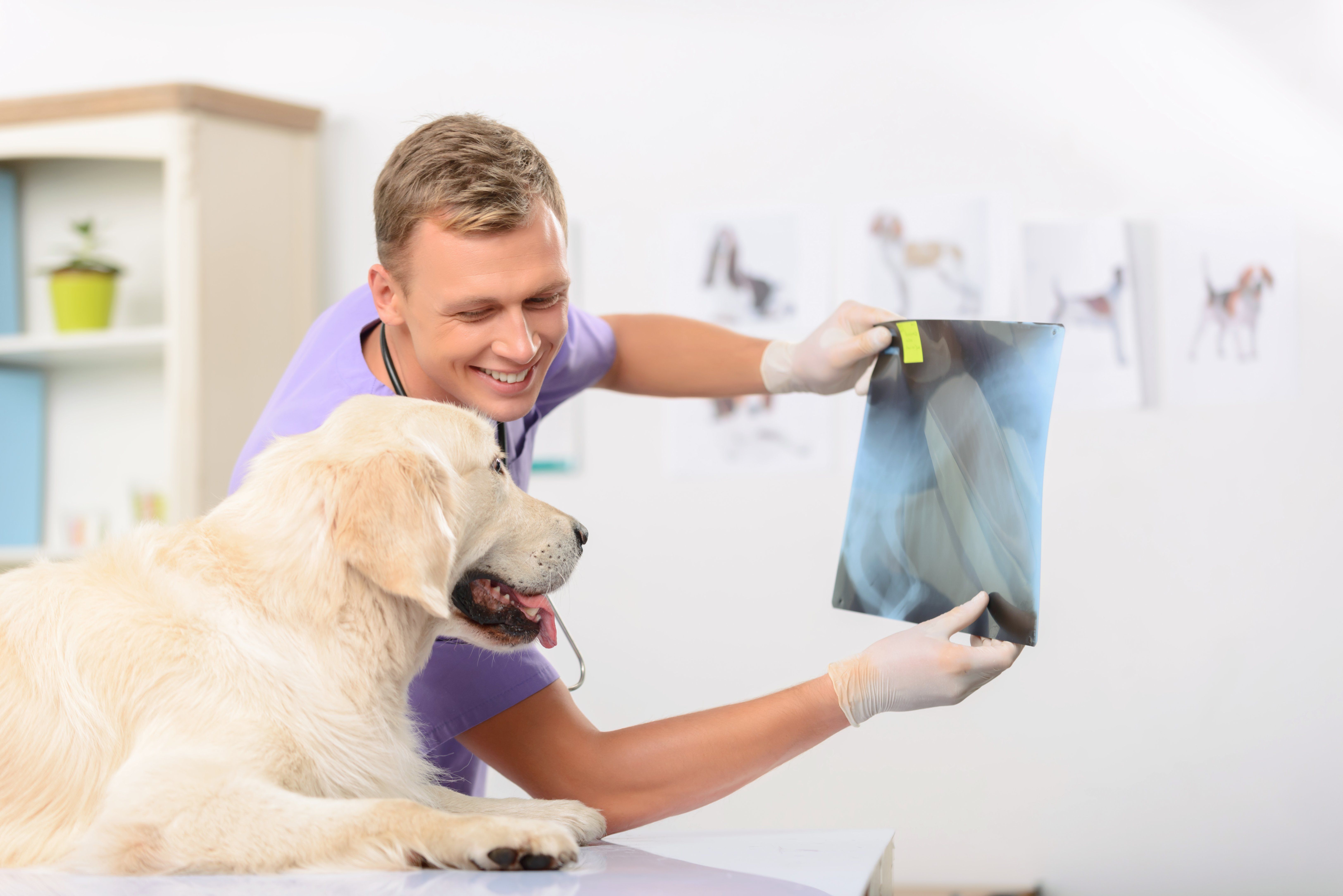Why X-Rays Are Beneficial for Pets