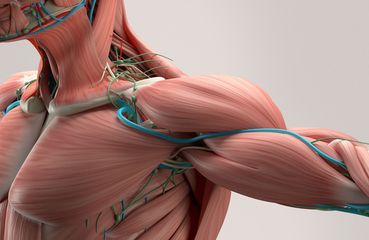 The Connectivity Of The Body