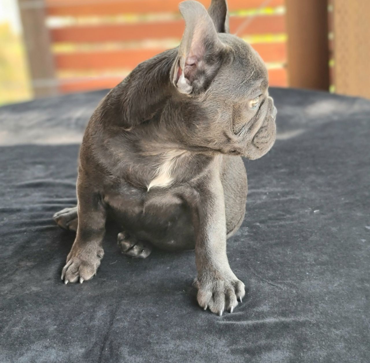 Is your French Bulldog Sick? Ways to Tell if your Frenchie isn’t Feeling Well