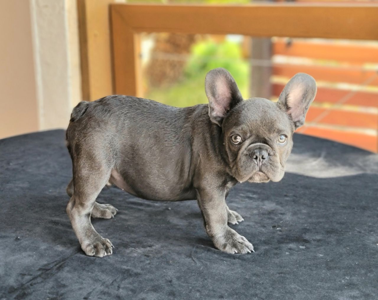 Things to Know before getting a French Bulldog