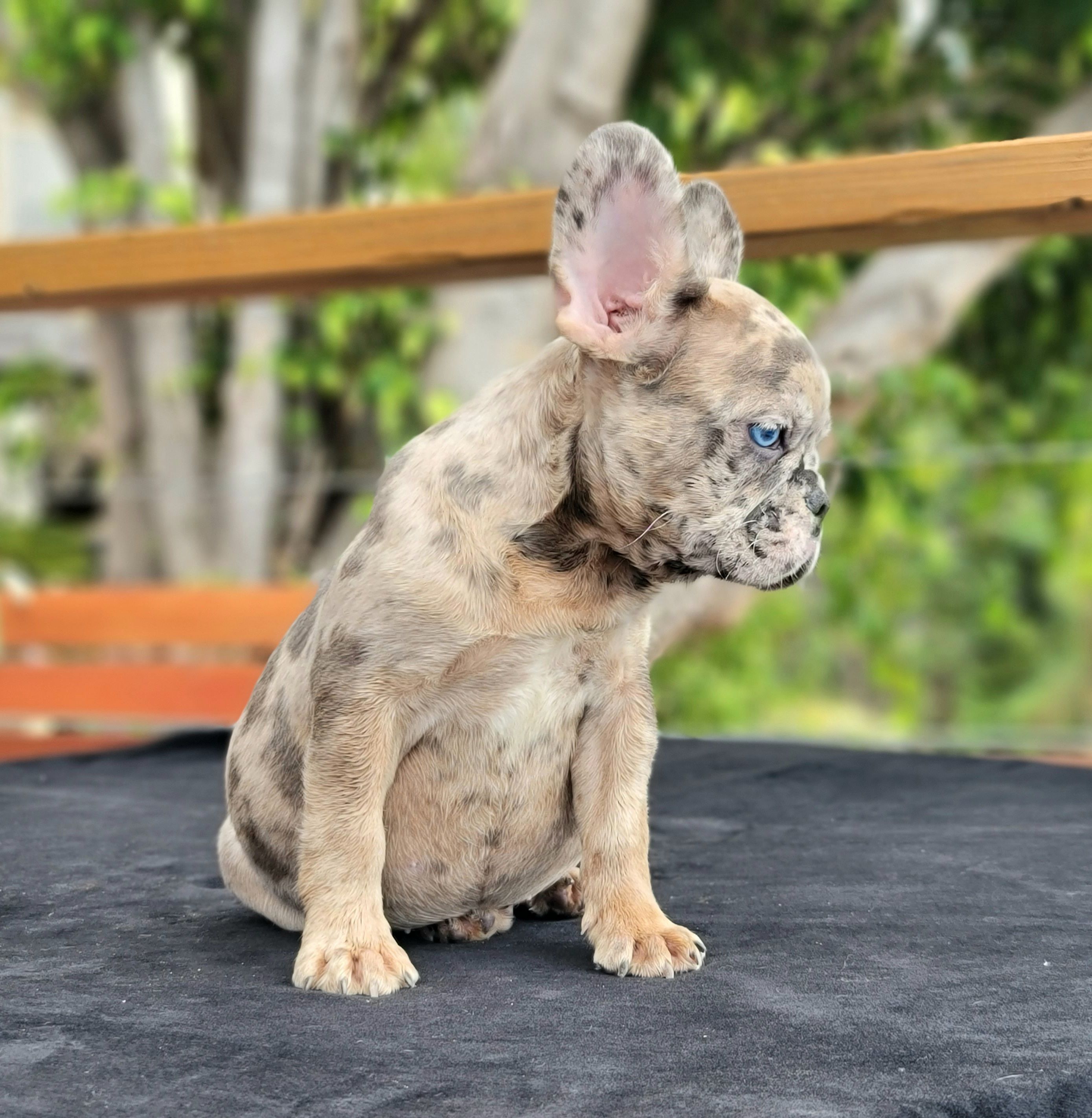 Best Tips on French Bulldog Winter Care