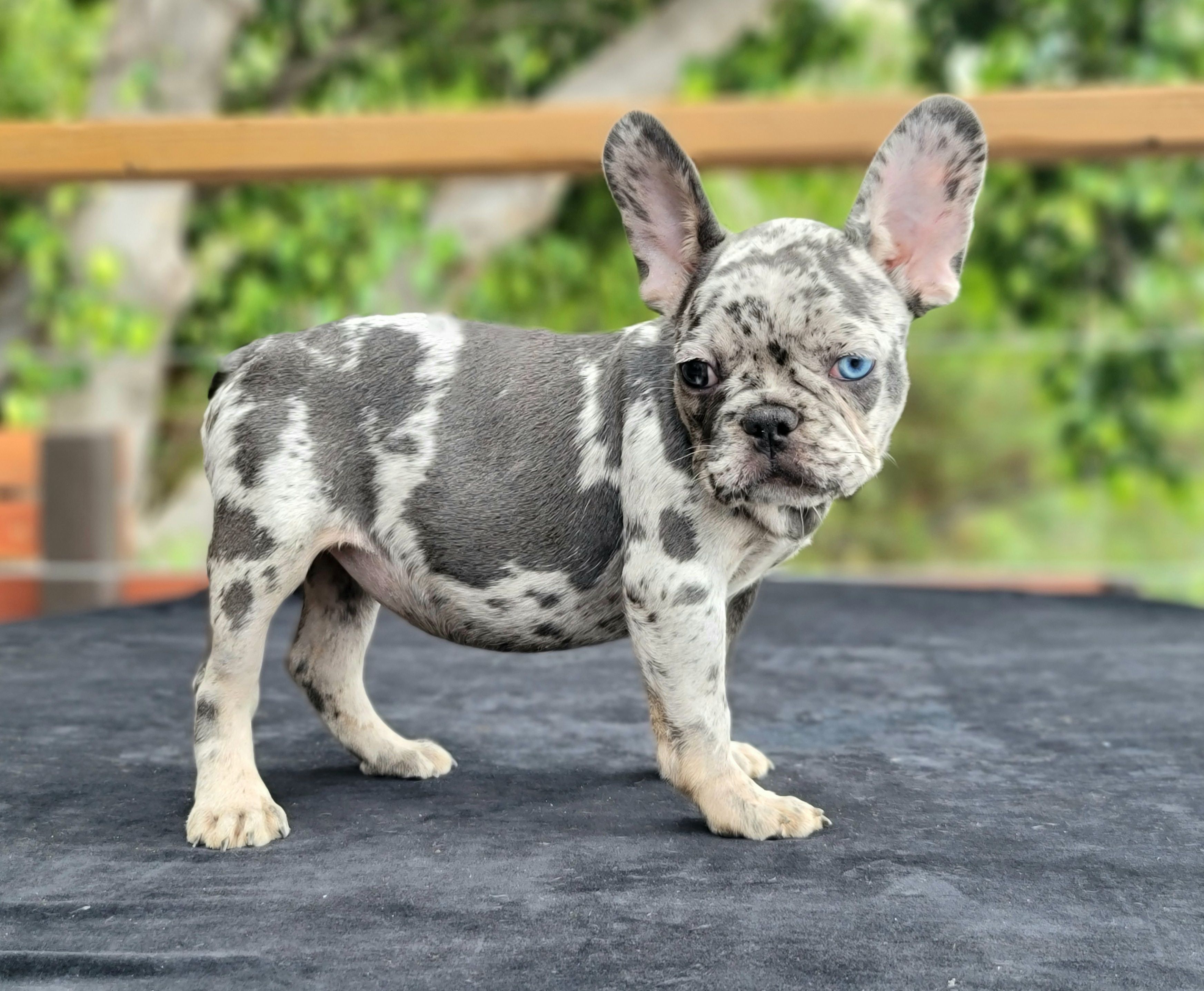 Simple Tips to Keep A French Bulldog Healthy