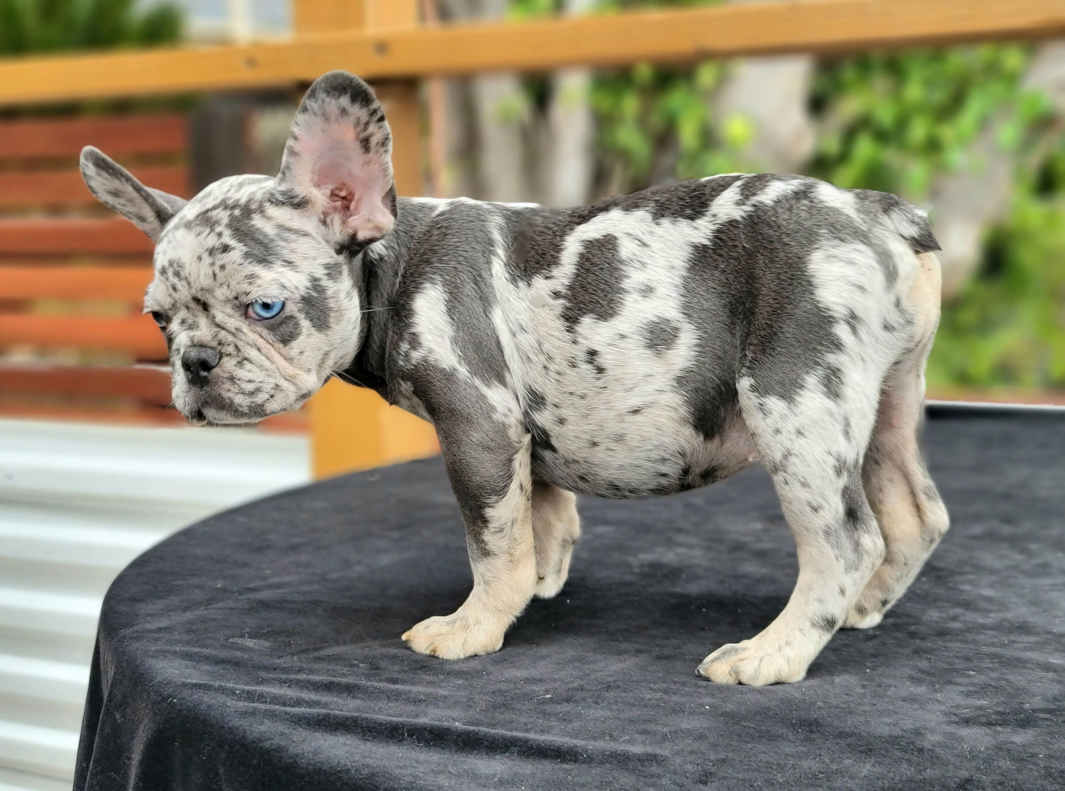 Signs of Heatstroke in French Bulldogs
