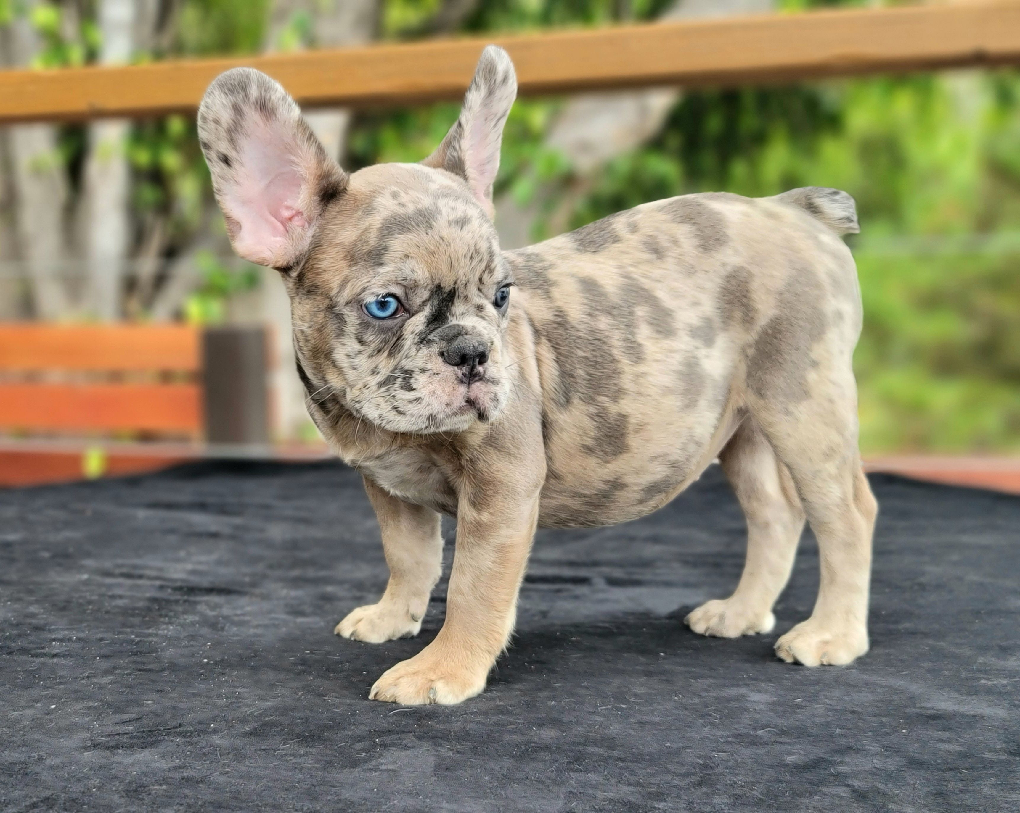 37+ French Bulldog Breeder In California Picture Bleumoonproductions