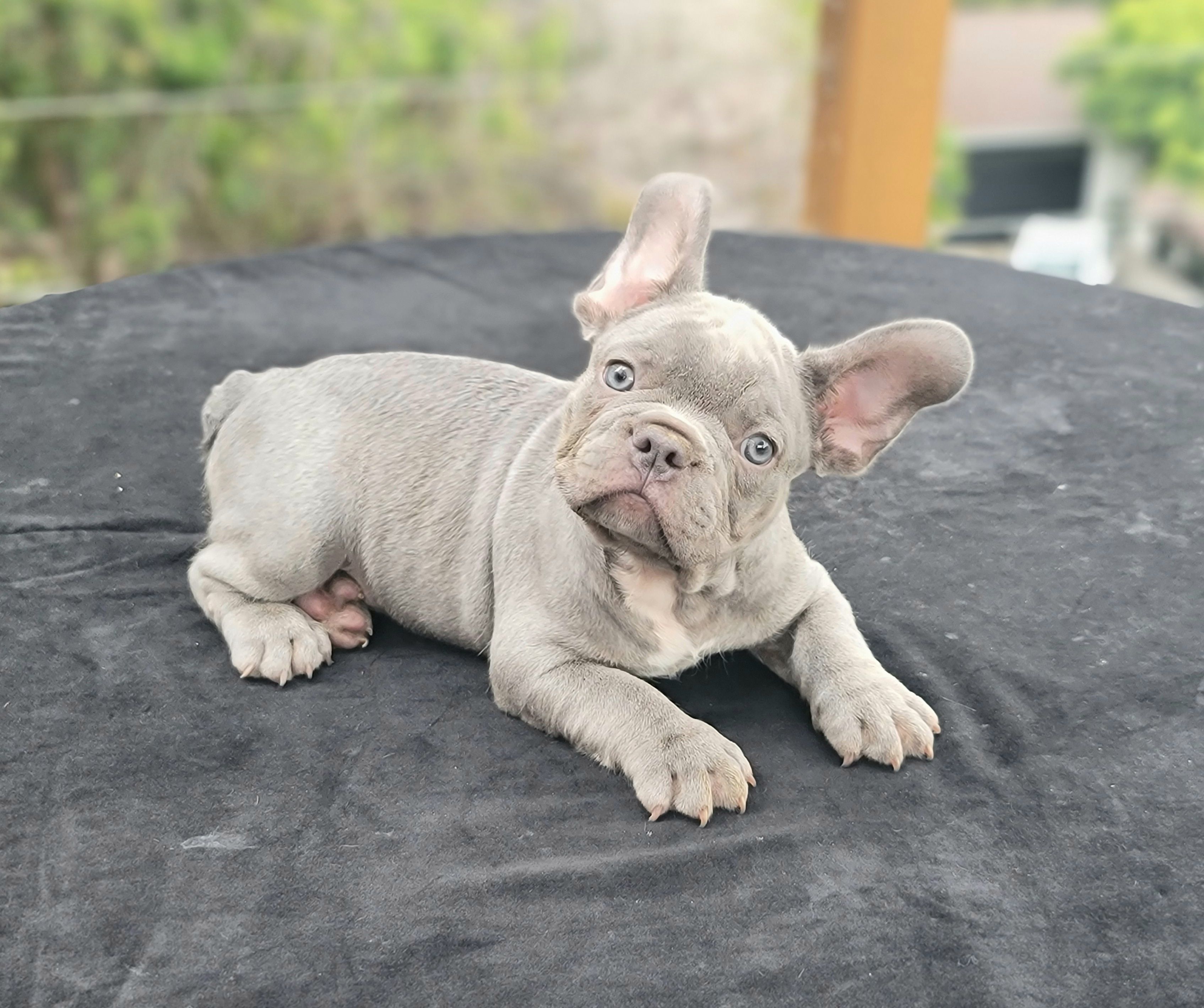 Taking Care of New Born French Bulldog Puppy
