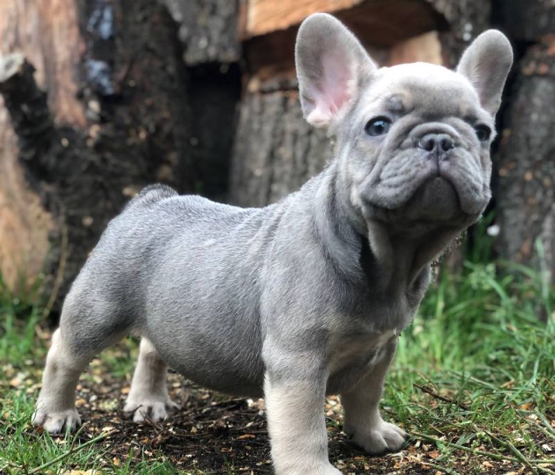 Grooming Tips for your Frenchie