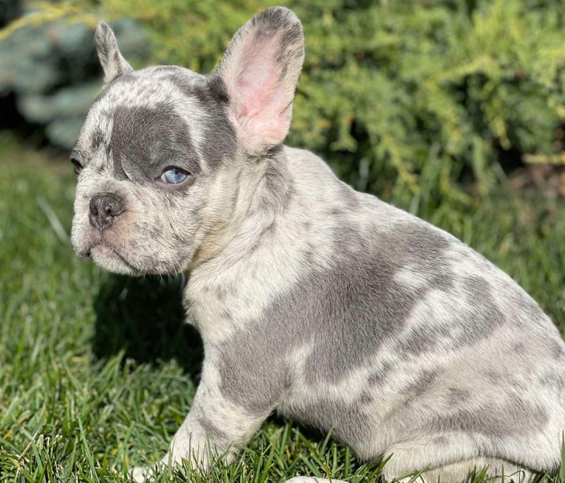 Tips to Train a French Bulldog
