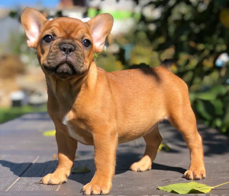Simple Tips to choose a french bulldog puppy