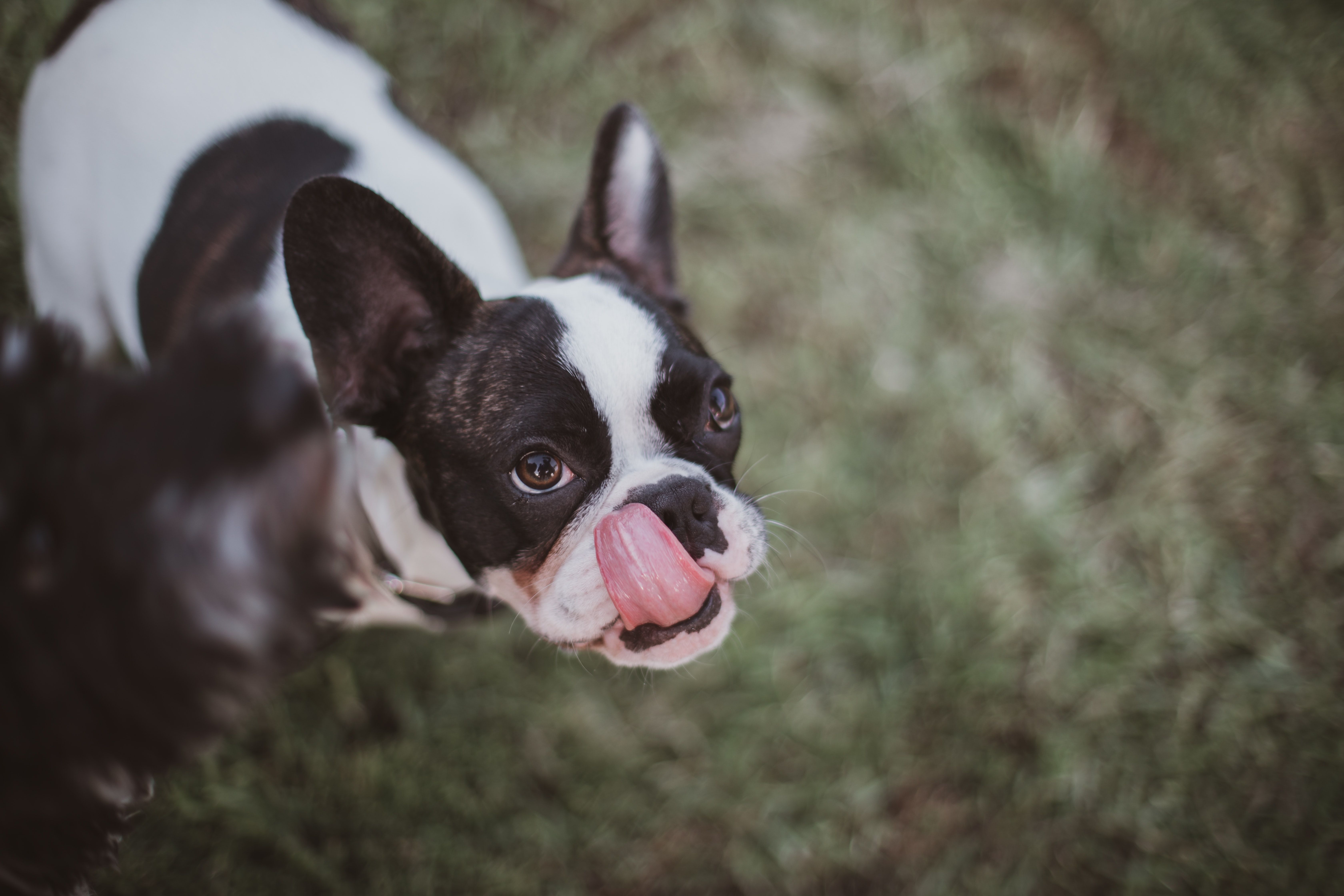 Questions You should Ask your French Bulldog Breeder