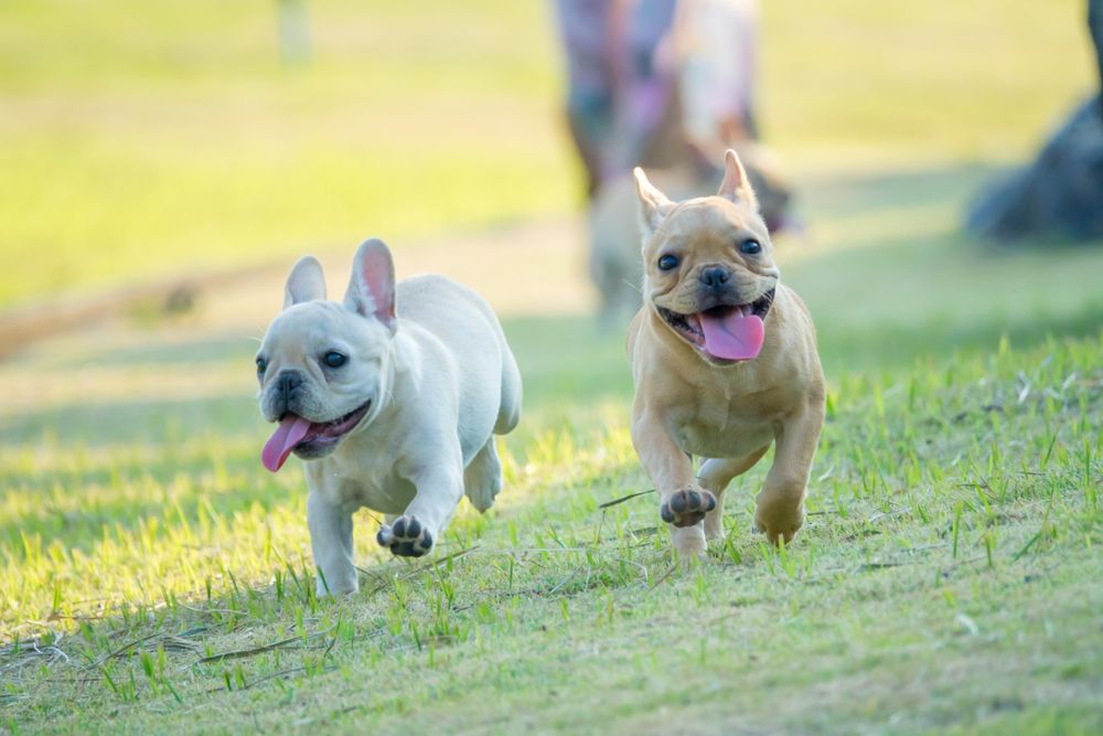 Things to Consider Asking a French Bulldog Breeder