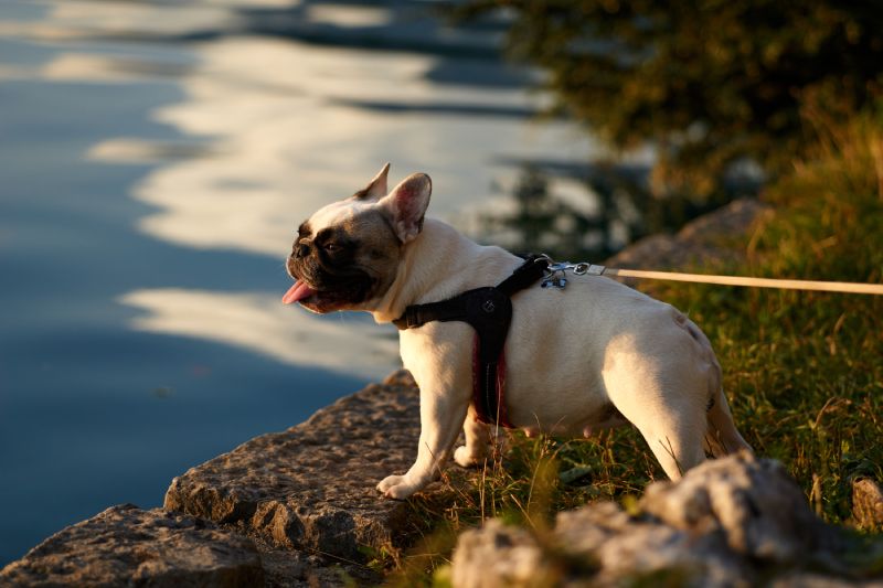 Facts to Know about French Bulldogs