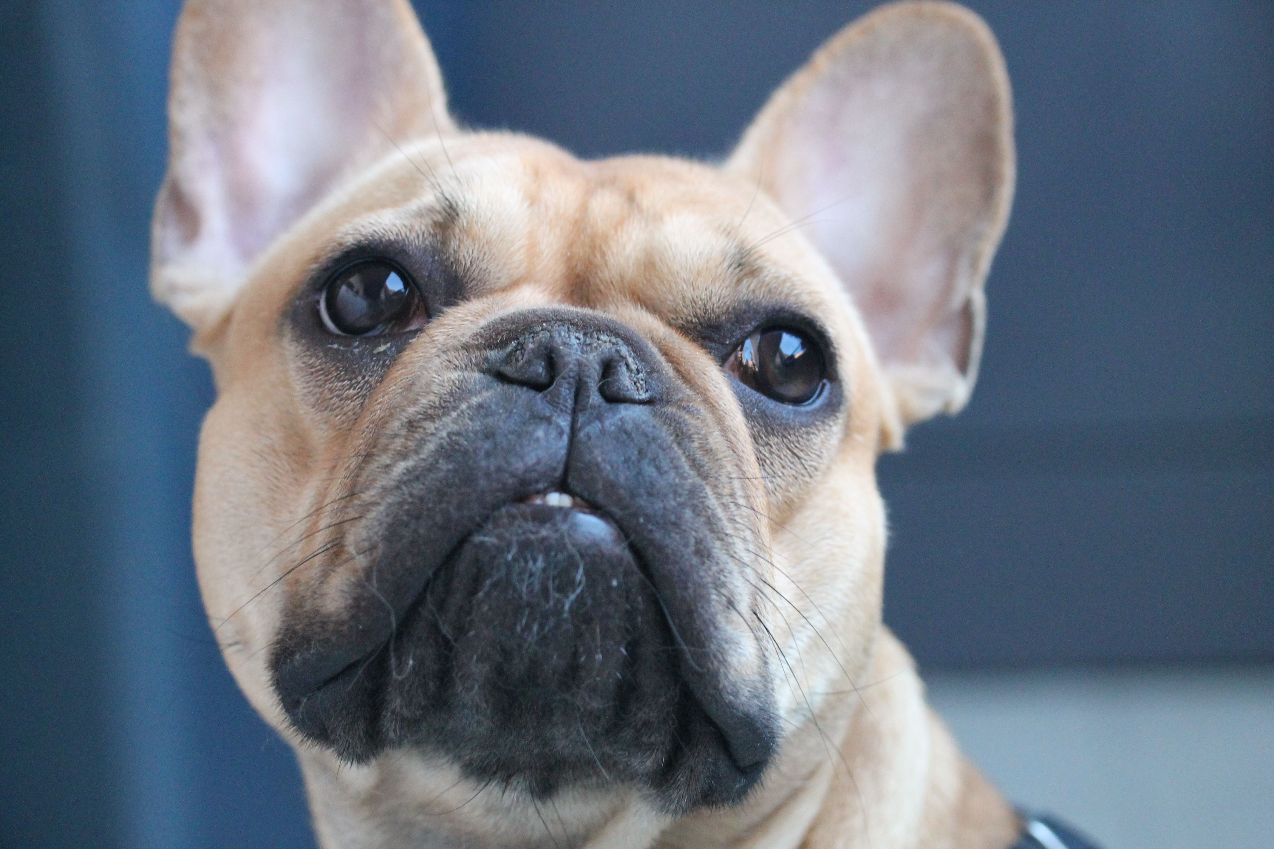 8 Most Common Health Problems affecting French Bulldog 